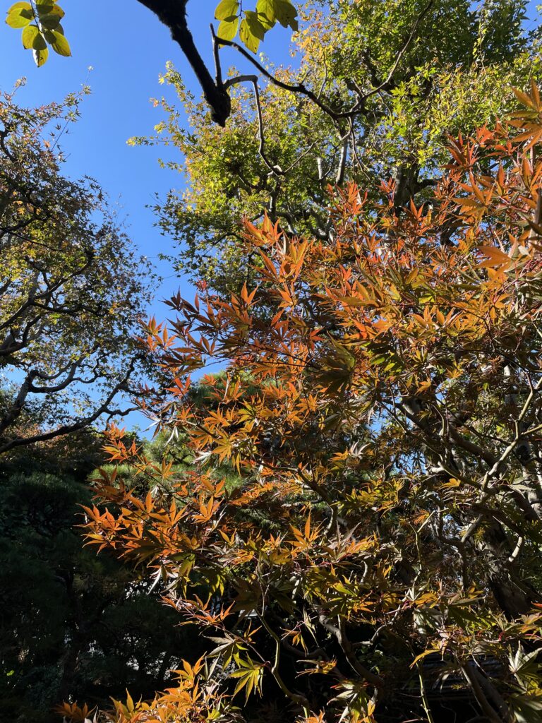 秋の深まりと独楽庵