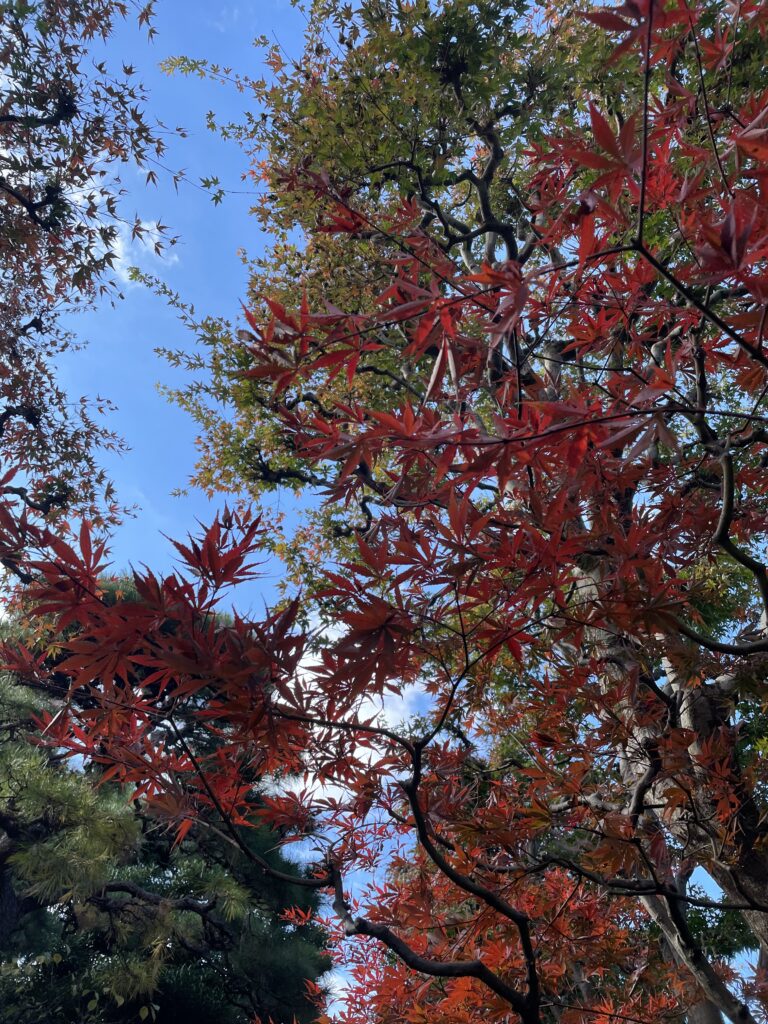 深秋の獨楽庵