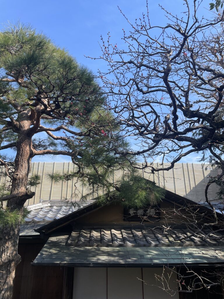 紅梅