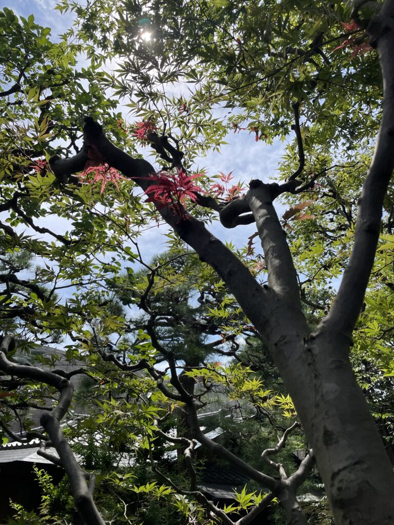 紅葉