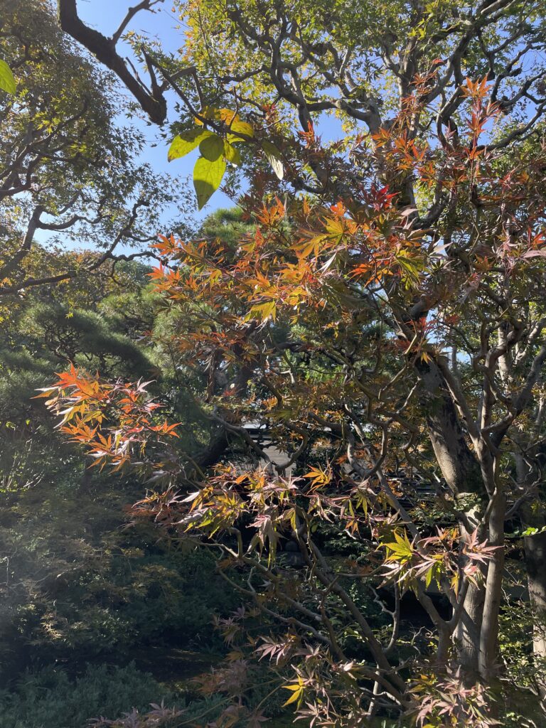 桑心会