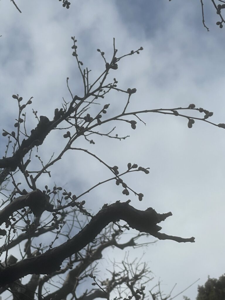 今日の獨楽庵 – 2025年1月25日