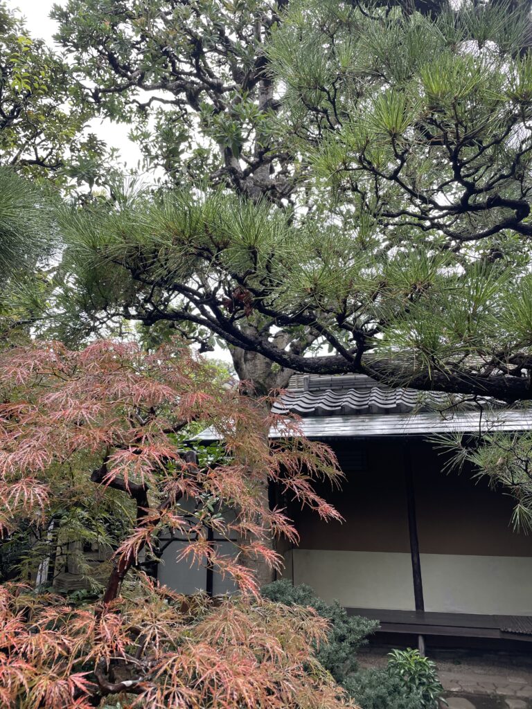 今日の獨楽庵｜2025年11月12日