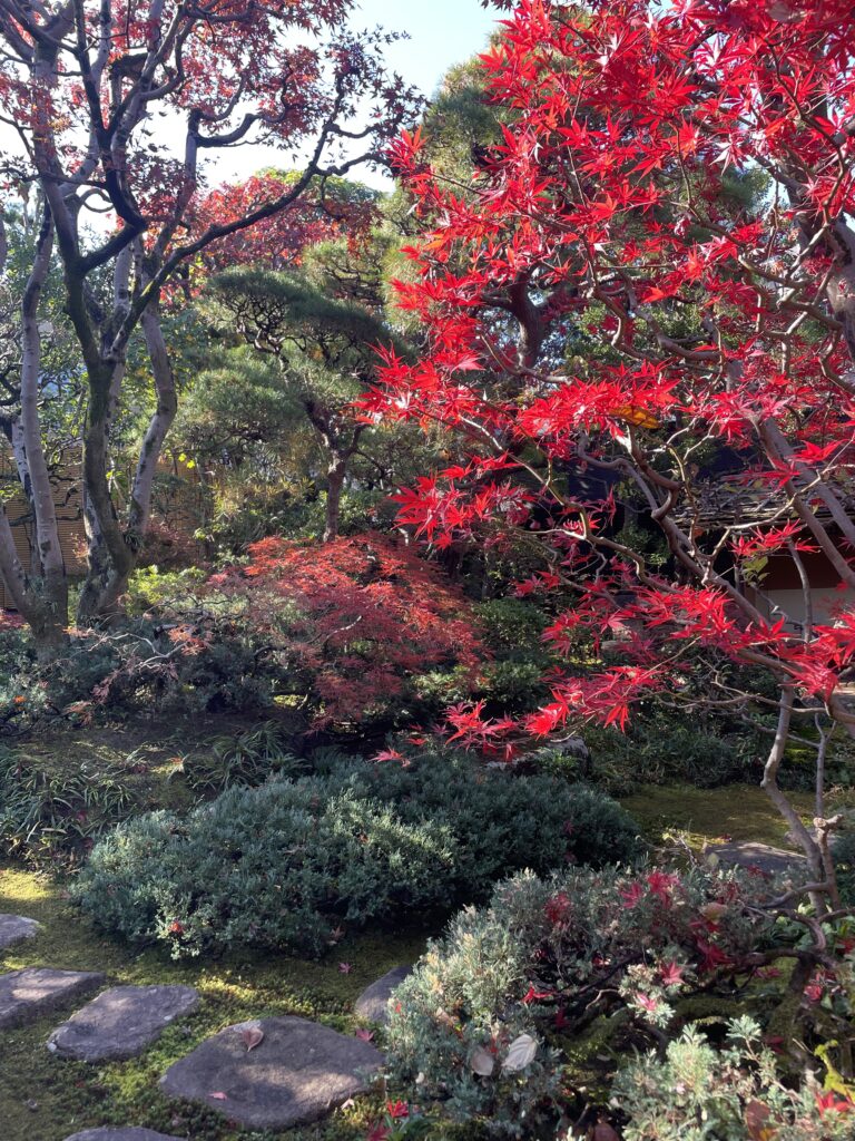 今日の獨楽庵｜2025年11月26日