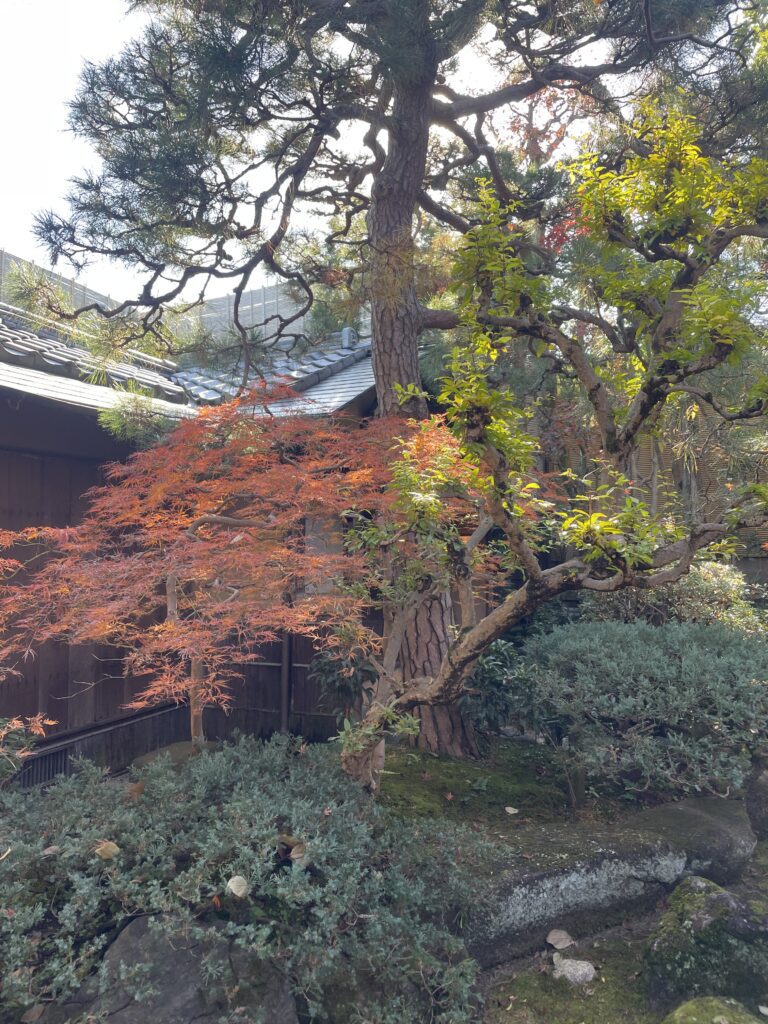 今日の獨楽庵 | 2025年11月27日